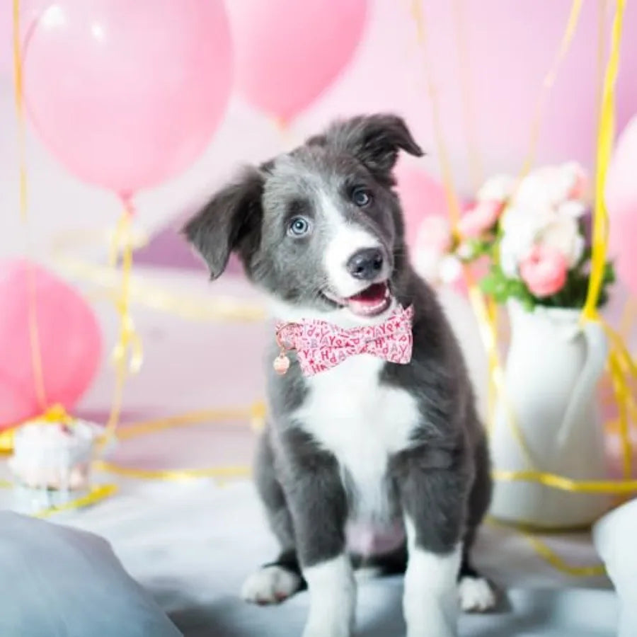Dog Collars with Bow, Detachable Bowtie, Metal Buckle, Adjustable Girl Pet Party Supply for Dogs
