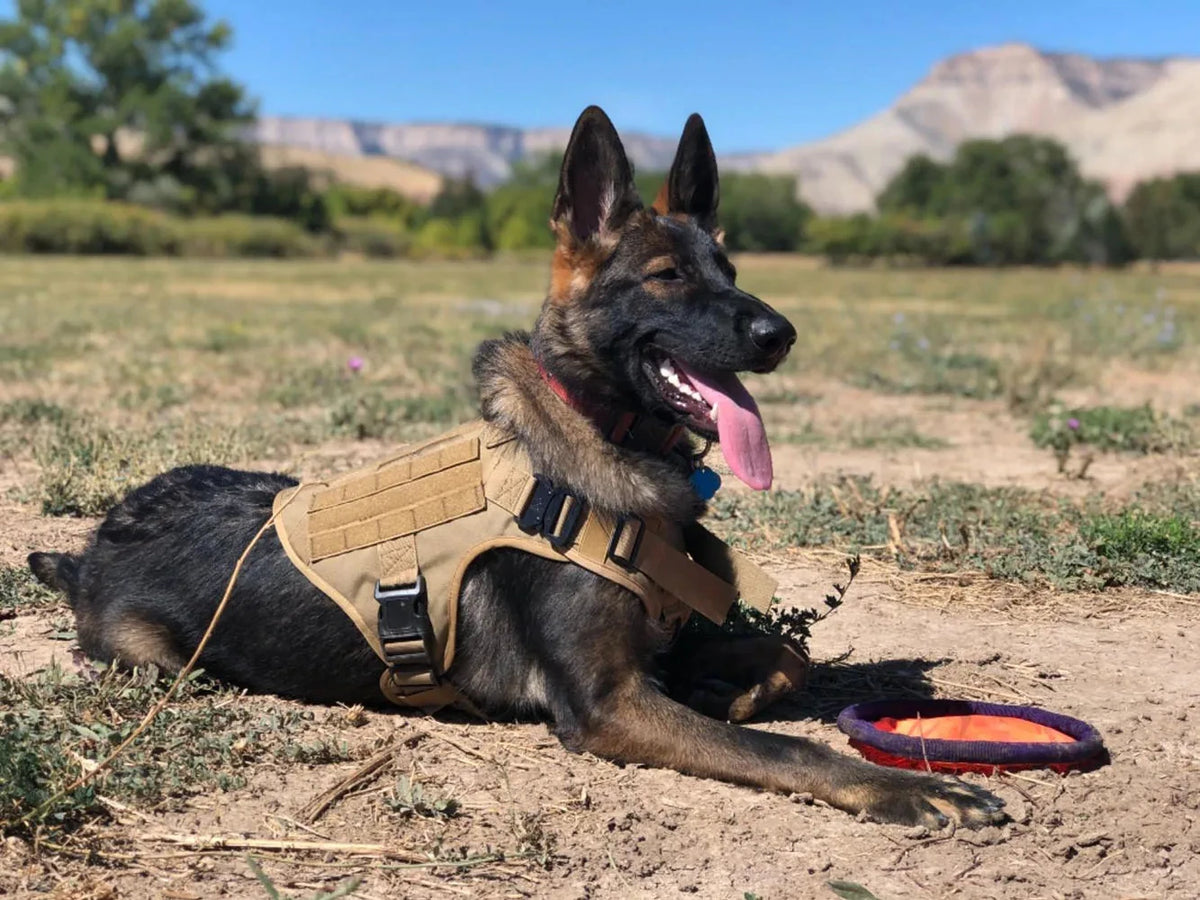 Dog Harness Collar Set Adjustable Tactical Dog Vest Harness And Durable Nylon Dog Collar Combo For Small Medium Large Dogs Outdoor Walking Training