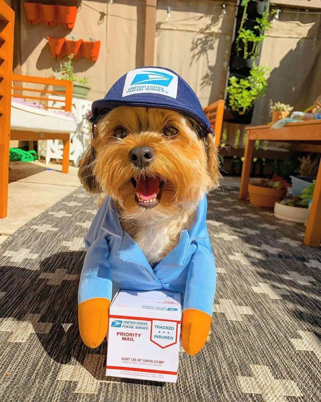Funny Halloween And Christmas Pet Costumes For Dogs And Cats